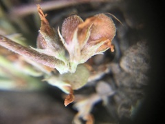 Trifolium gymnocarpon