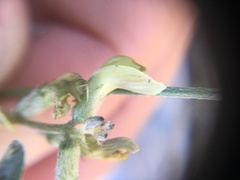 Trifolium gymnocarpon