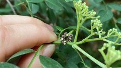 Comibaena procumbaria