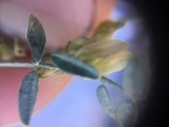 Trifolium gymnocarpon