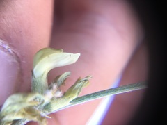 Trifolium gymnocarpon