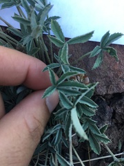 Trifolium gymnocarpon