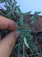 Trifolium gymnocarpon