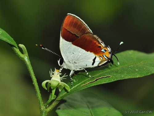 Sithon nedymond (Cramer, 1782)