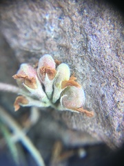 Trifolium gymnocarpon