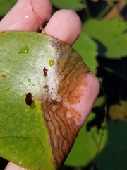 Polypedilum braseniae