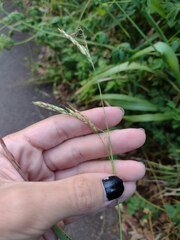 Sorghum × drummondii