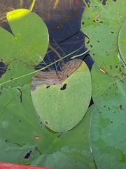 Polypedilum braseniae