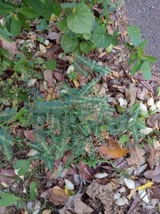 Phyllanthus leucanthus