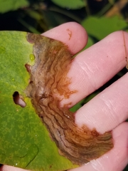 Polypedilum braseniae