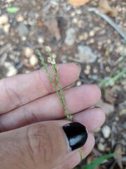 Paspalum fimbriatum