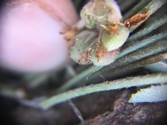 Trifolium gymnocarpon