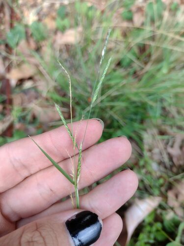 Eriochloa procera iNat (1)