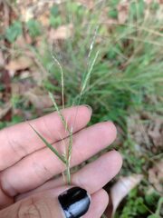 Eriochloa