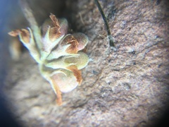 Trifolium gymnocarpon