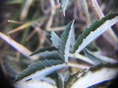 Trifolium gymnocarpon