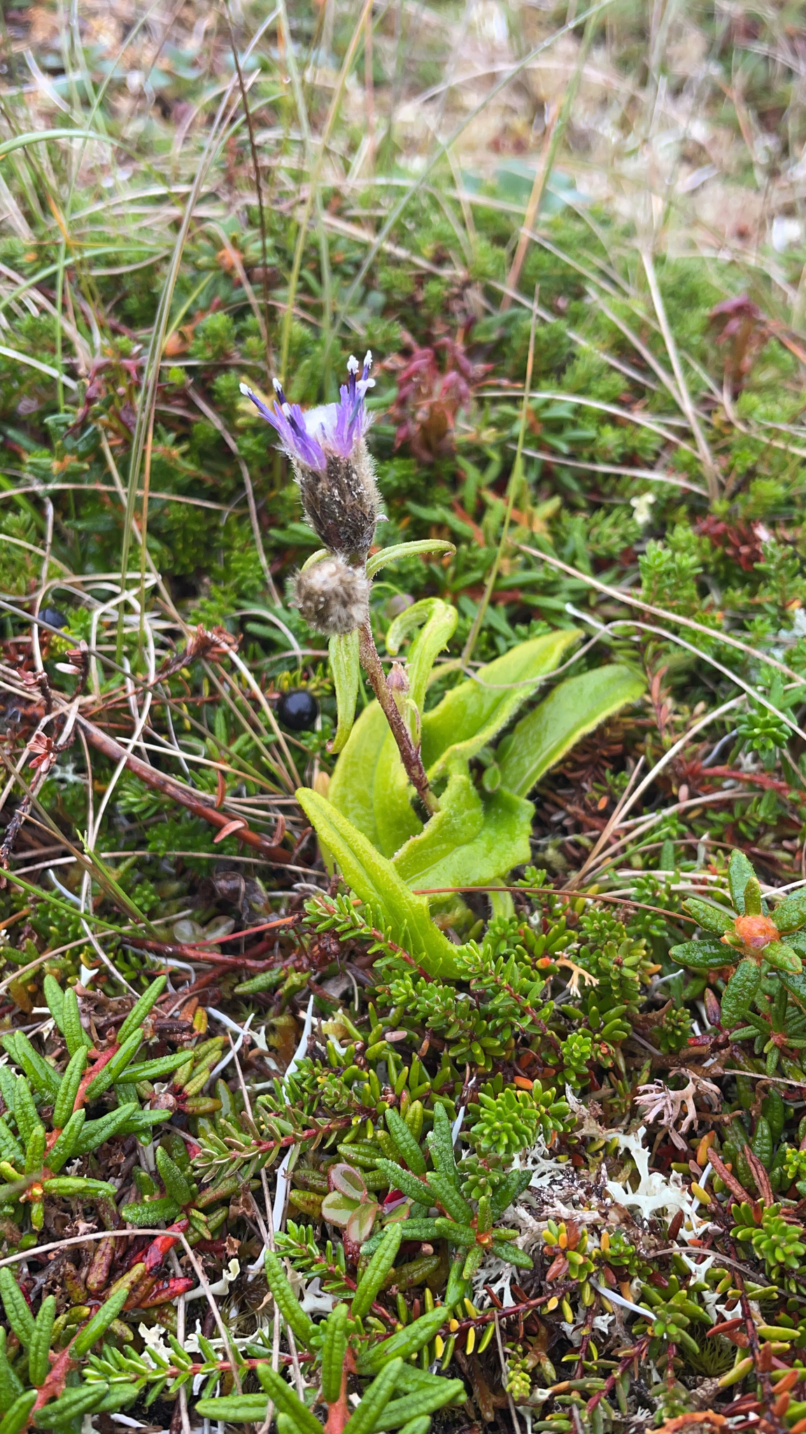Saussurea angustifolia var. viscida