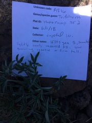 Trifolium gymnocarpon