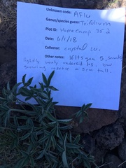 Trifolium gymnocarpon