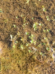 Ranunculus hyperboreus