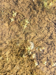 Callitriche hermaphroditica
