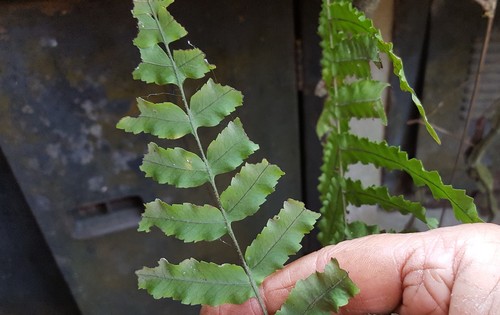 Goniophlebium persicifolium, photograph 5