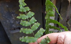 Goniophlebium persicifolium