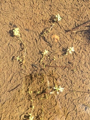 Callitriche hermaphroditica