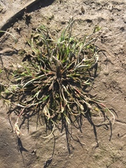 Juncus ranarius