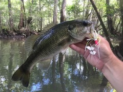 Micropterus haiaka
