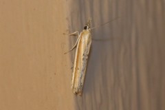 Pima albiplagiatella