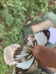 Pieriballia viardi