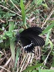 Papilio castor