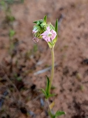 Silene apetala
