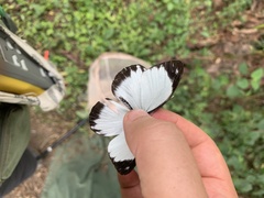 Pieriballia viardi