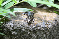 Plestiodon finitimus