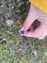 Pulsatilla multiceps