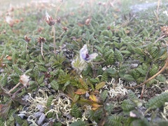 Pulsatilla multiceps