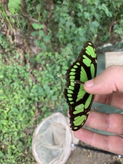 Philaethria dido