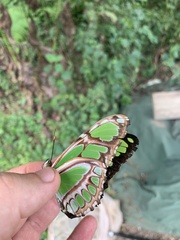 Philaethria dido