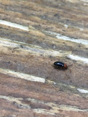 Disonycha xanthomelas