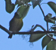 Chlorophonia occipitalis