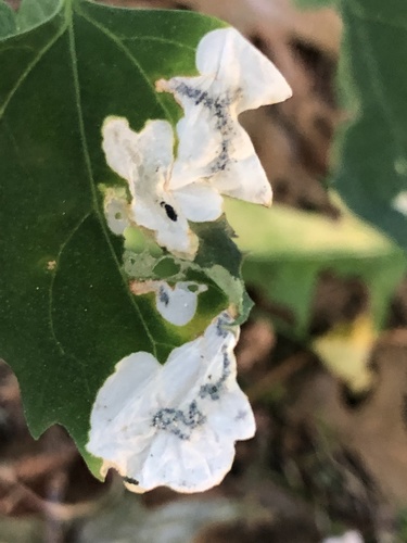 Orache Leafminer Moth photo 3