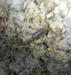 Serradigitus gertschi