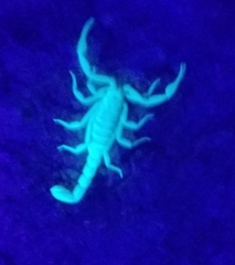 Serradigitus gertschi