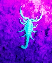 Serradigitus gertschi