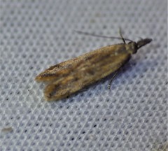 Dichomeris acuminatus