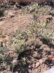 Lomatium macrocarpum