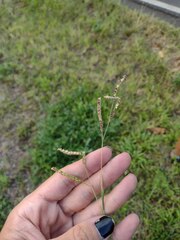 Paspalum fimbriatum