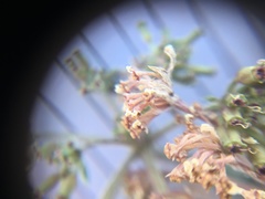 Lomatium macrocarpum